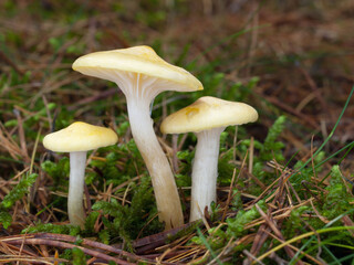 Three wild edible yellow Larch Woodwax mushrooms (Hygrophorus lucorum) in the green moss and brown larch needles