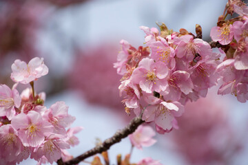 Obraz premium 河津桜