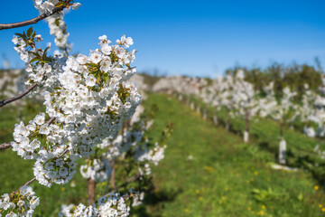 Blooming cherry trees under a blue sky in Frauenstein - Germany in the Rheingau