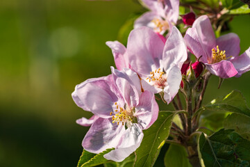 Close-up of pink cherry blossoms near Frauenstein - Germany in the Rheingau