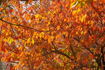 鮮やかな紅葉に染まる色とりどりの葉っぱ