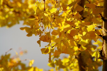 真っ黄色に染まる街路樹のイチョウ