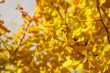 夕焼けに染まる真っ黄色のキレイなイチョウ