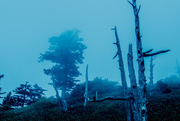 笹ヶ峰　霧の中登山