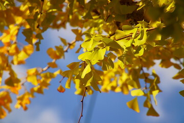 緑が混じる黄色いイチョウの木