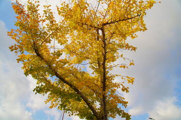 空に向かってそびえる黄色に染まった銀杏の木