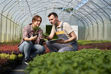 Two caucasian botanists crouching in the greenhouse and using digital tablet