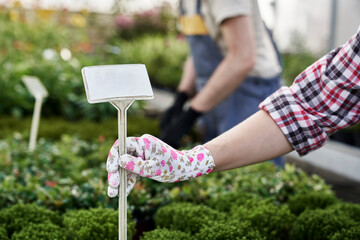 Female garden worker putting empty label into flower box