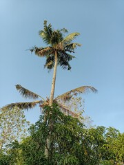 The coconut tree is a member of the palm tree family and the only living species of the genus Cocos.