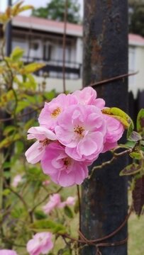 pink roses in the garden, flowers, Rosa 'Lavender Siluetta