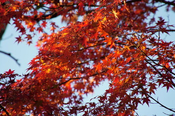 八幡宮境内の真紅に染まった紅葉