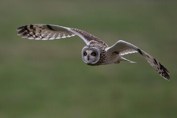 owl in flight