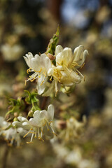 White flowers of the Japanese honeysuckle (Rhododendron japonica)