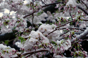 桜と雪