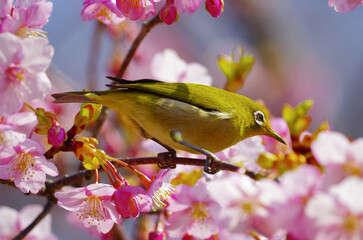 桜とメジロ
