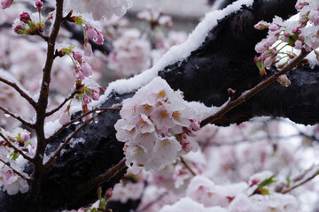 桜と雪