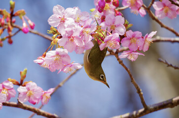 桜とメジロ