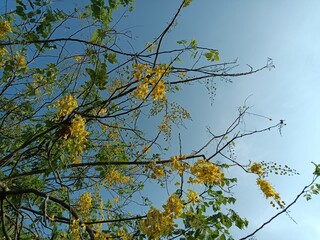 Cassia fistula, also known as golden shower, purging cassia, Indian laburnum, Kani Konna, Konna Poo or pudding pipe tree, is a flowering plant in the family Fabaceae. 