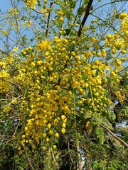 Cassia fistula, also known as golden shower, purging cassia, Indian laburnum, Kani Konna, Konna Poo or pudding pipe tree, is a flowering plant in the family Fabaceae. 