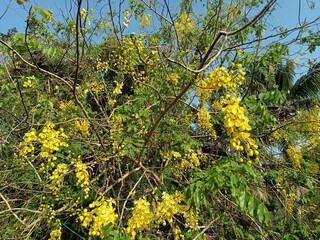 Cassia fistula, also known as golden shower, purging cassia, Indian laburnum, Kani Konna, Konna Poo...