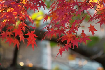 八幡宮境内の真紅に染まった紅葉