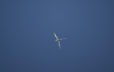 A white-tailed chaise bird soars with its wings spread on a sunny day on one of the Seychelles...