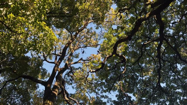 浜離宮恩賜庭園　トウカエデの木周辺を飛び回るカラスの群れ