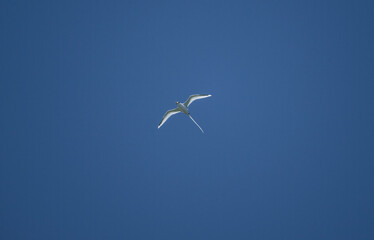 A white-tailed chaise bird soars with its wings spread on a sunny day on one of the Seychelles islands
