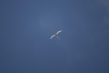 A white-tailed chaise bird soars with its wings spread on a sunny day on one of the Seychelles...