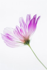 minimalitic macro of a flower with white background