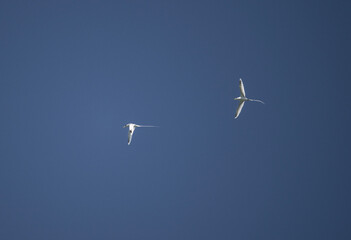 A white-tailed chaise bird soars with its wings spread on a sunny day on one of the Seychelles islands
