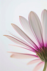 Fototapeta premium minimalitic macro of a flower with white background