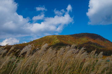 大山のススキと紅葉