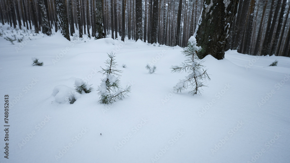 Poster rotating camera around in winter forest. media. circular view around you in wild winter forest. rota
