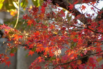 八幡宮境内の真っ赤な紅葉