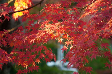 夕方の紅葉八幡宮にて真っ赤に染まった美しい紅葉