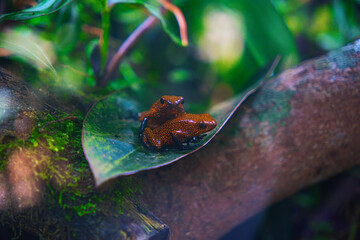 RANA NATURALEZA 