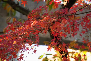 八幡宮境内の色鮮やかな赤い紅葉