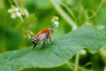Bee in the Lomas of Lachay is a national natural reserve, one of the most important in Peru, where...