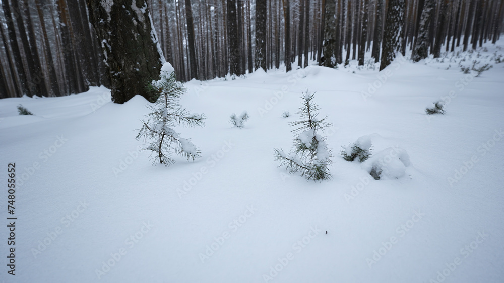 Poster rotating camera around in winter forest. media. circular view around you in wild winter forest. rota