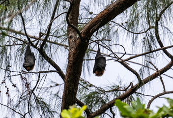 a flying fox hangs on a tree branch on a sunny day on one of the Seychelles islands