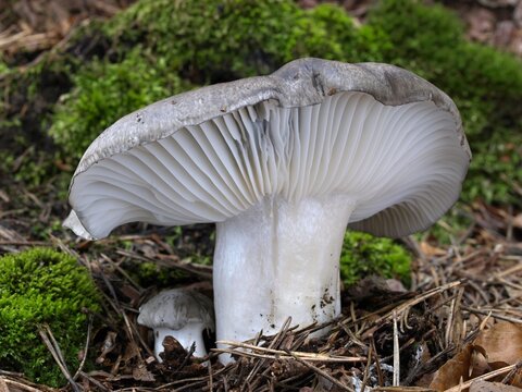 Edible March mushrooms (Hygrophorus marzuolus) in the moss and the needles