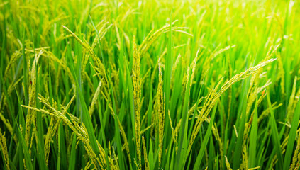 Green rice field. Rice ears in the rainy season. Rice field landscape.