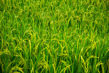 Green rice field. Rice ears in the rainy season. Rice field landscape.