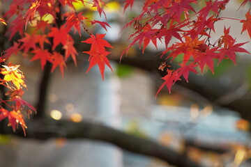八幡宮境内の色鮮やかなモミジ
