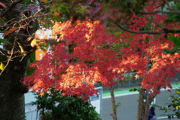 八幡宮境内の真っ赤な紅葉の木