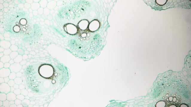 Pumpkin stem under microscope. 40x times magnification. Intensification of production. Increasing efficiency by recycling waste into biofuel production or biodegradable materials