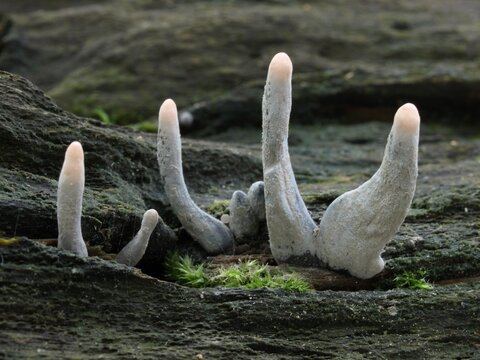 Dead moll's fingers mushrooms (Xylaria longipes) on the wood