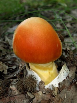 Caesar's mushroom (Amanita caesarea)