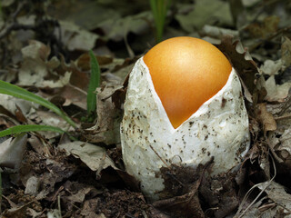 Young Caesar's mushroom (Amanita caesarea)